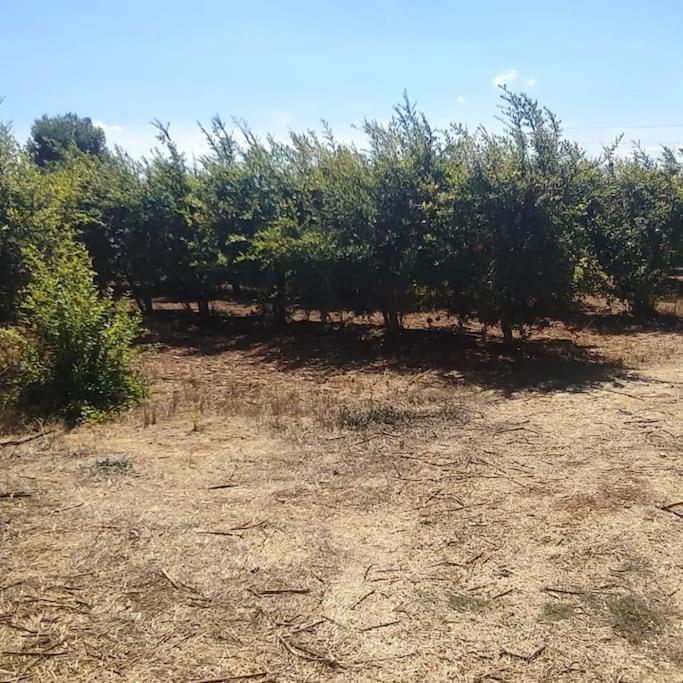 Dom wakacyjny Olive Grove Skalani *