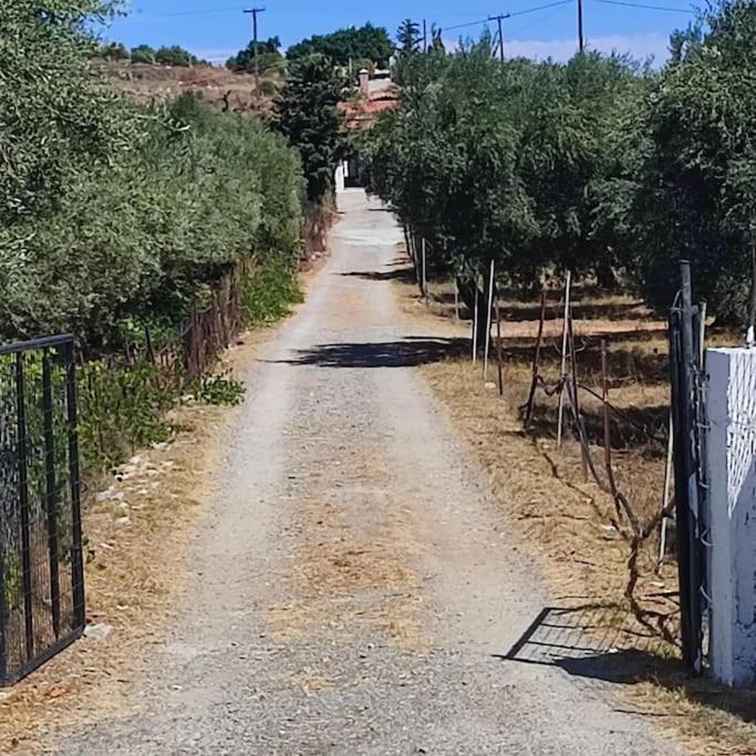 Dom wakacyjny Olive Grove Skalani *
