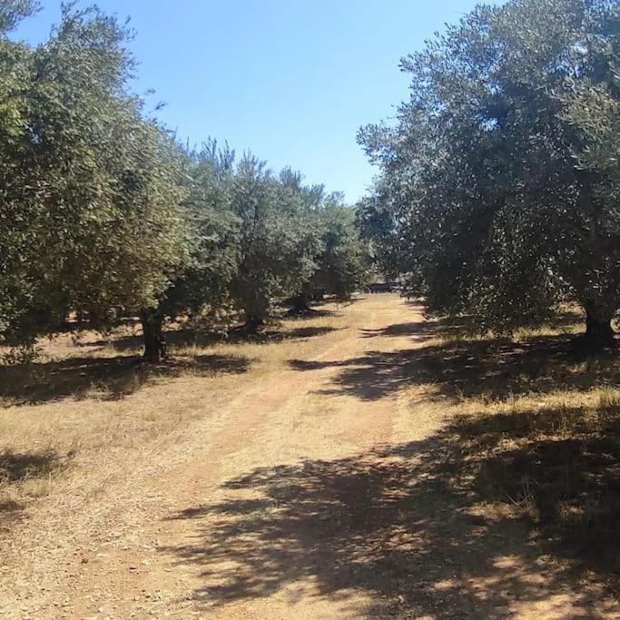 Olive Grove Skalani Holiday home *