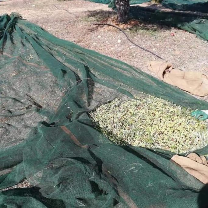 Olive Grove Skalani Dom wakacyjny Knossós