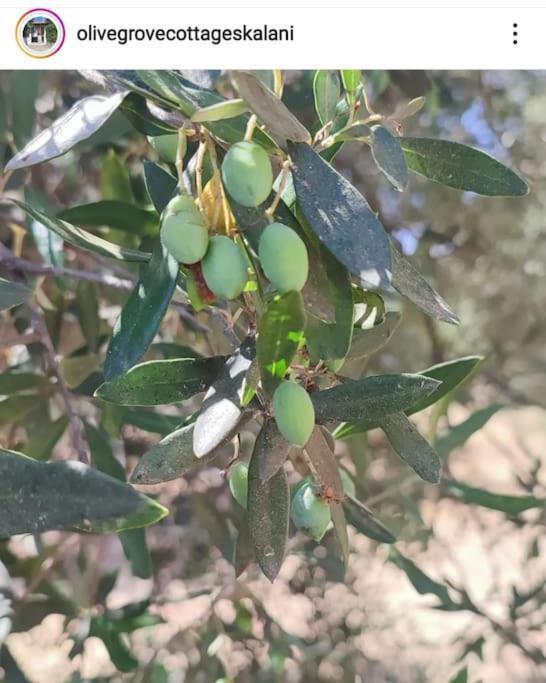 Olive Grove Skalani Holiday home Knosos
