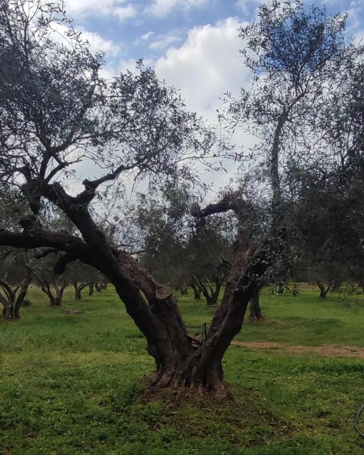 Olive Grove Skalani Dom wakacyjny