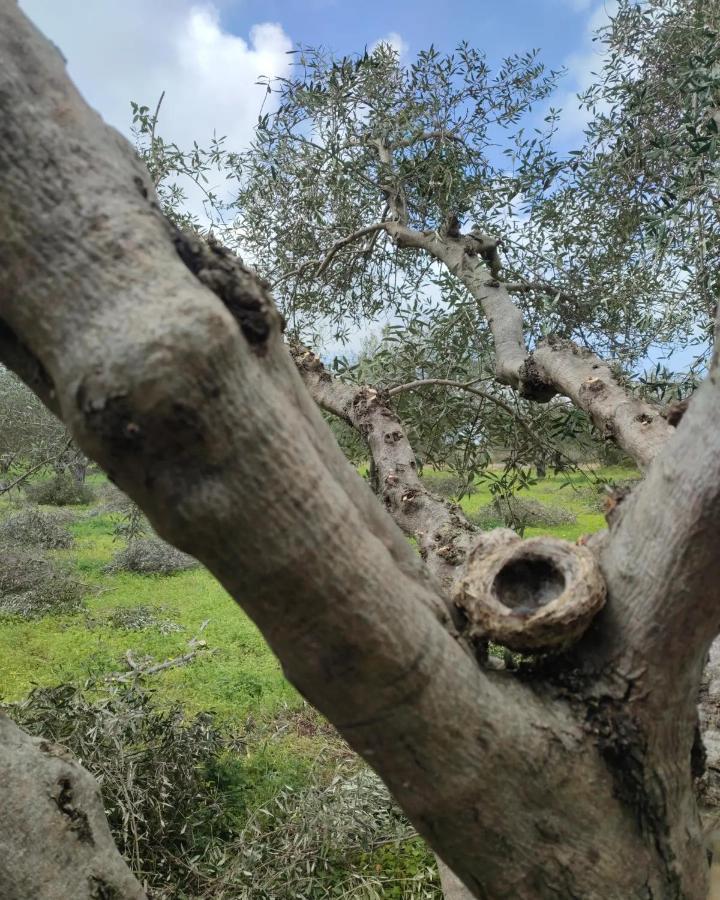 Olive Grove Skalani * Knossós