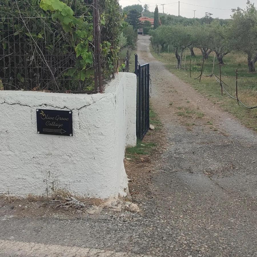 Olive Grove Skalani *