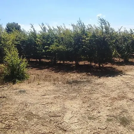 Olive Grove Cottage Skalani Knosos Exterior photo