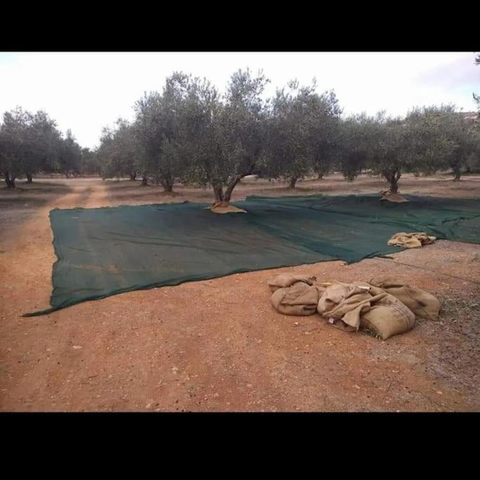 Olive Grove Skalani