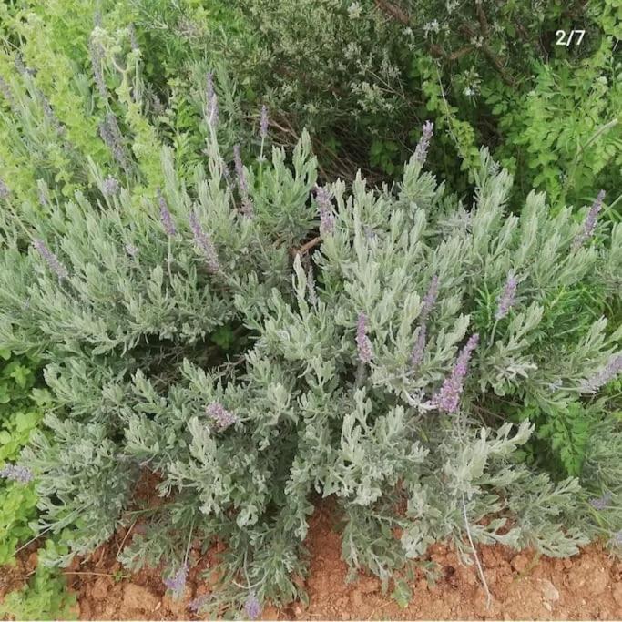 Olive Grove Skalani *