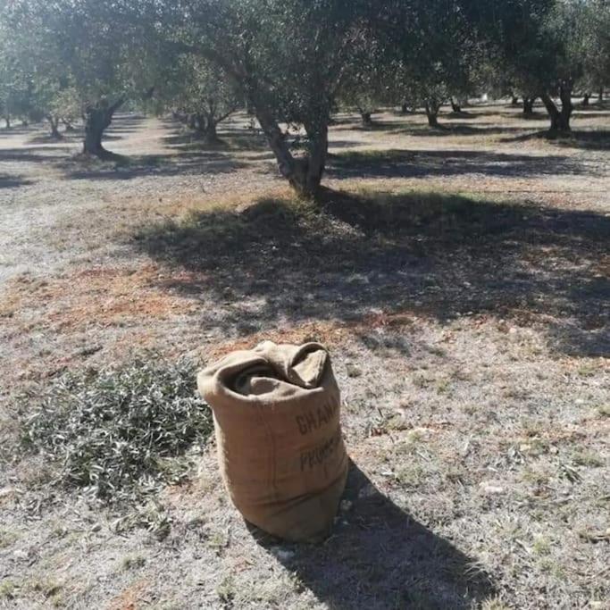 Olive Grove Skalani * Knosos