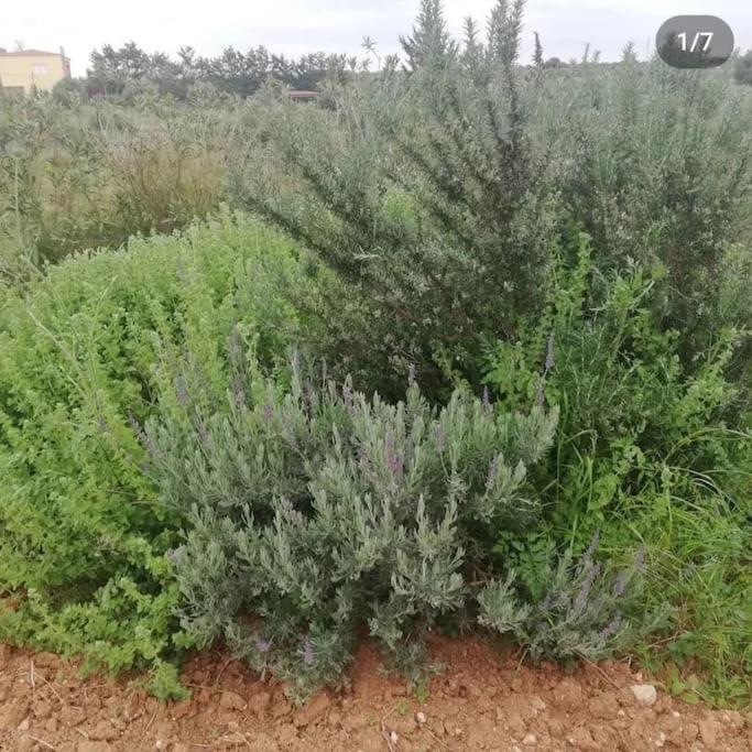 Olive Grove Skalani Holiday home Knosos