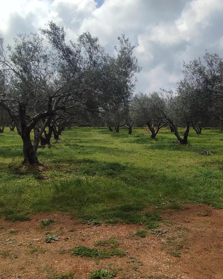 Olive Grove Skalani Holiday home Knosos
