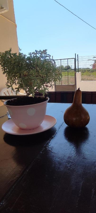 Olive Grove Skalani * Knosos
